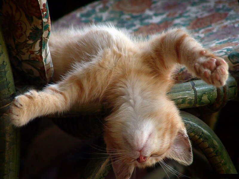 Orange Tabby Kitten — Relaxed