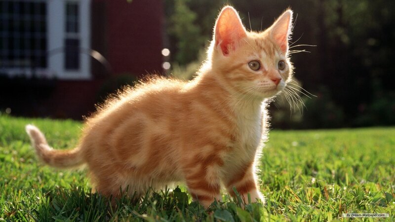 Orange Tabby Kitten — Serene, Afternoon