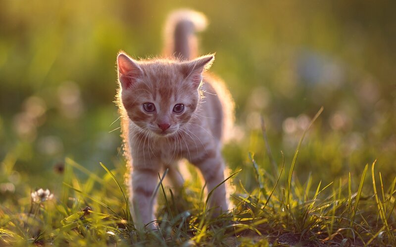Orange Tabby Kitten — Serene, Sunset, Photograph