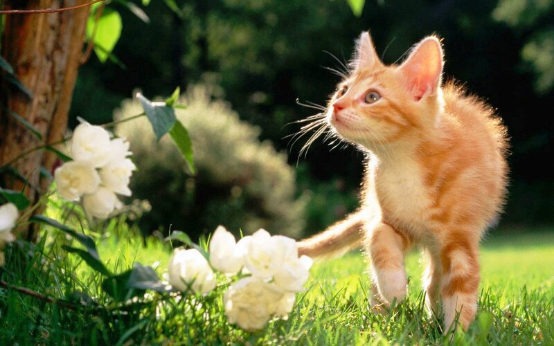 Orange Tabby Kitten — Serene