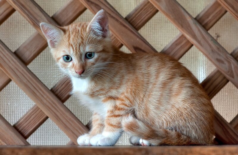 orange tabby kitten sitting