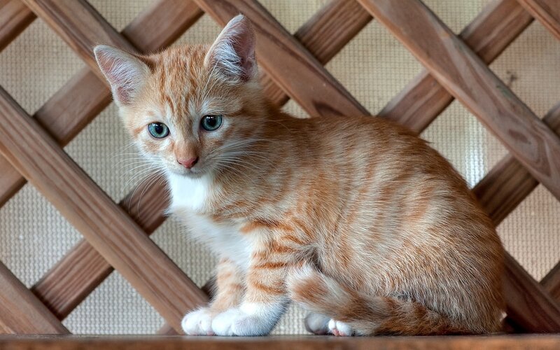orange tabby kitten sitting