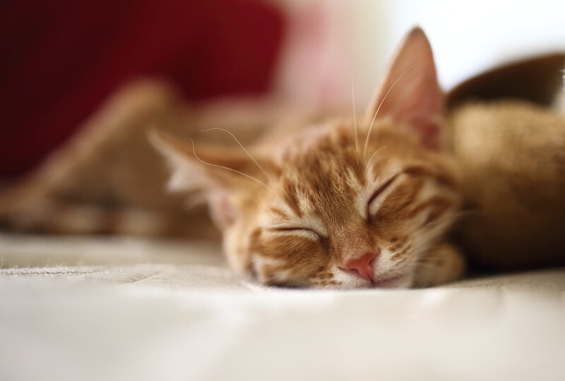 Orange Tabby Kitten Sleeping
