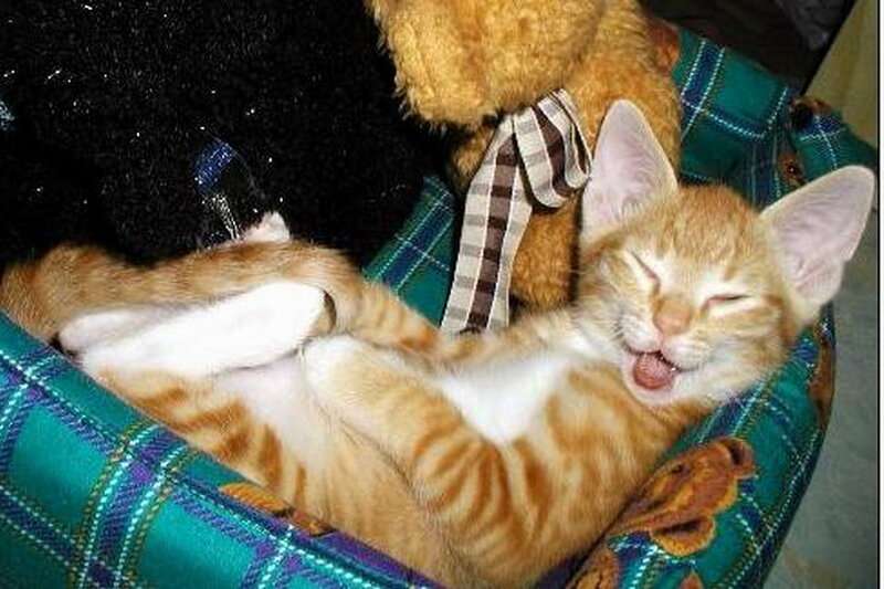 Orange Tabby Kitten — Sleepy