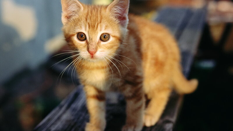 orange tabby kitten