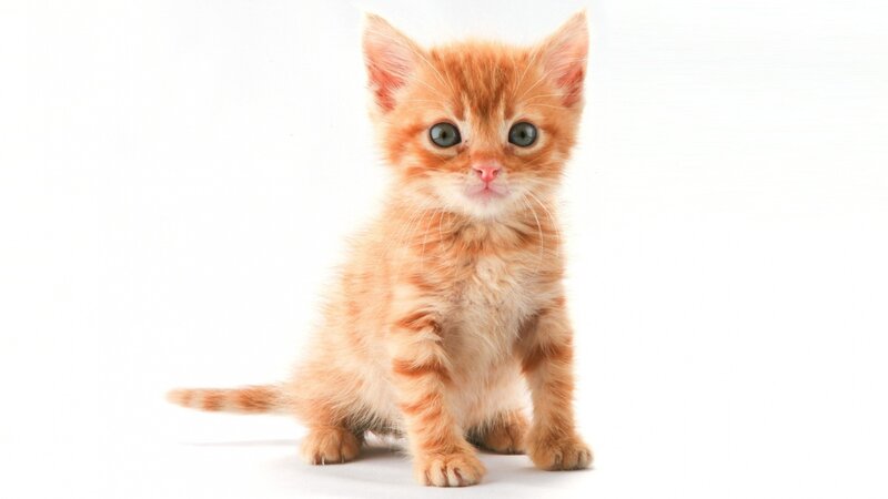Orange Tabby Kitten — White Background