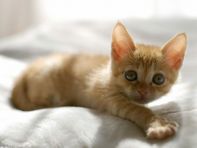 Orange Tabby Kitten — White, Calm, Morning