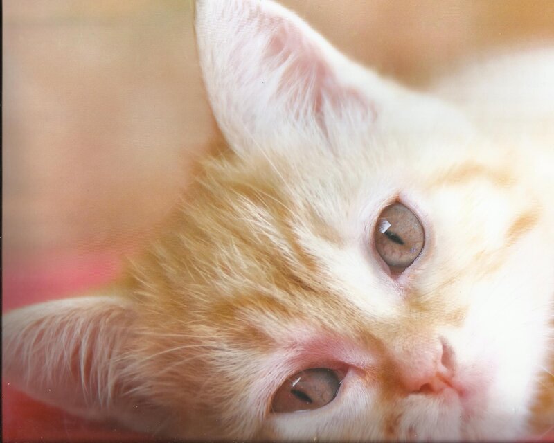 Orange Tabby Kitten — White, Calm, Photograph, Eyes