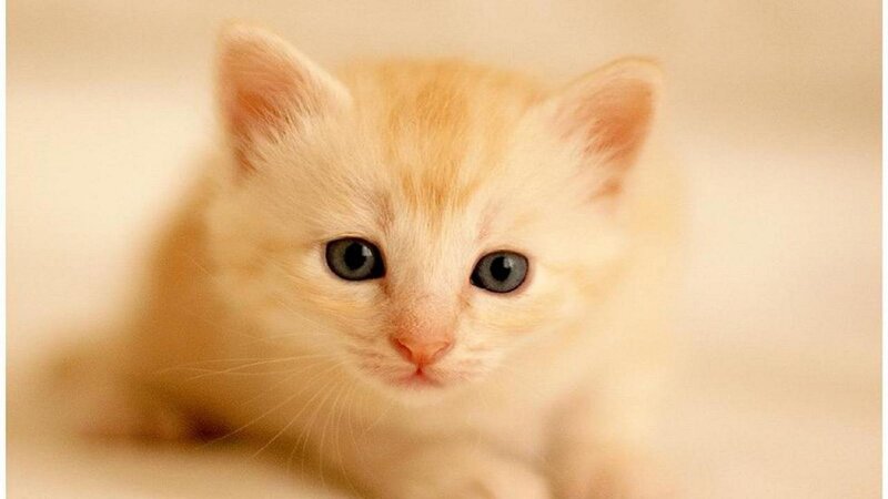 Orange Tabby Kitten — White, Calm, Photograph