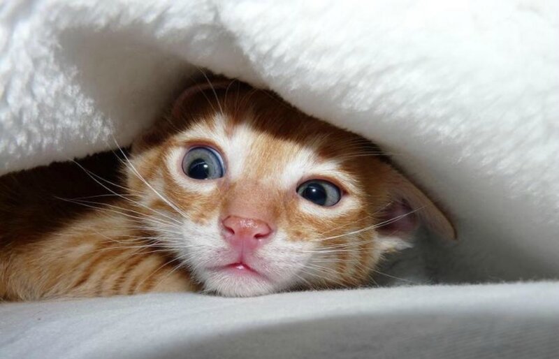 Orange Tabby Kitten — White, Curious, Photograph