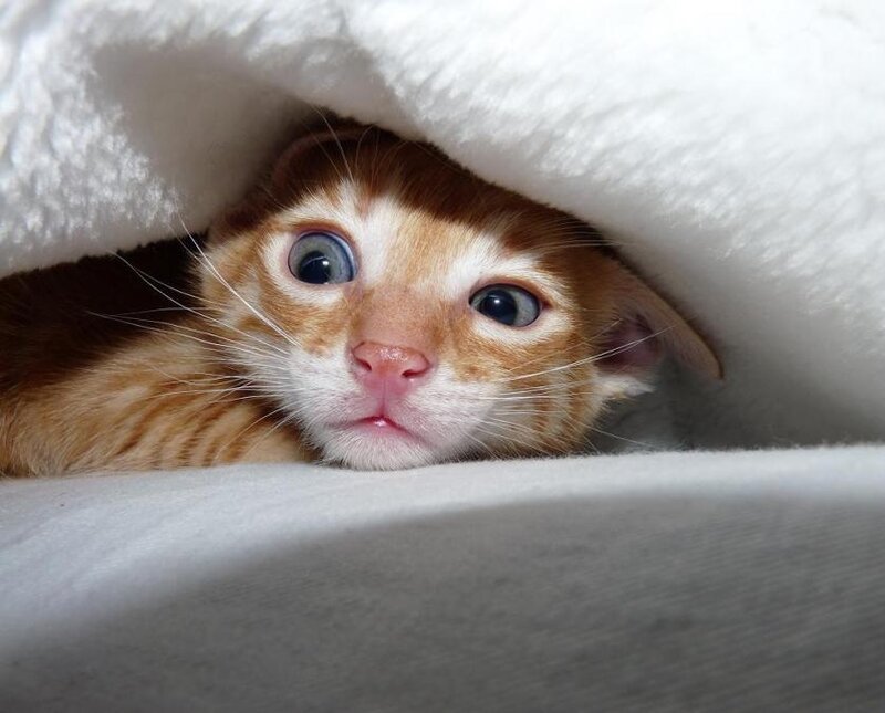 Orange Tabby Kitten — White, Curious
