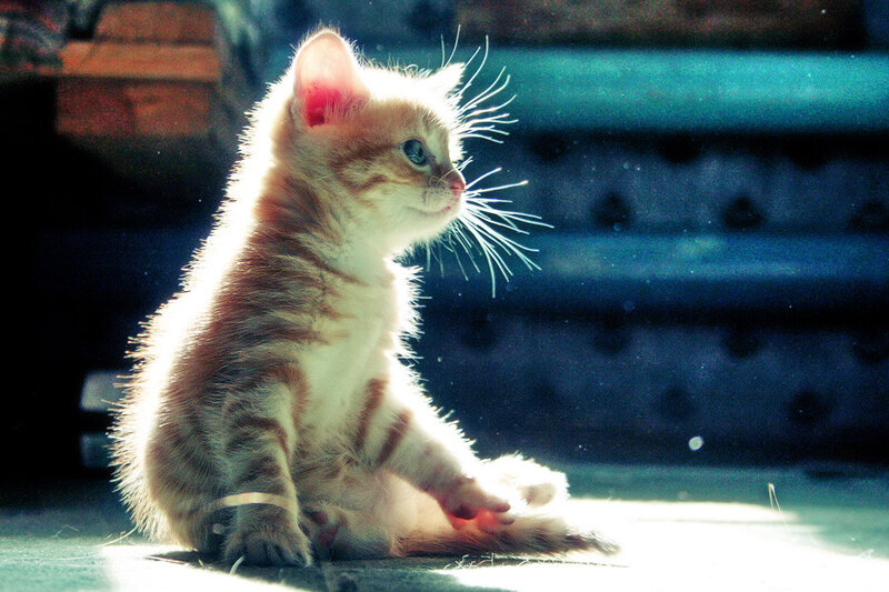 Orange Tabby Kitten — White, Dramatic