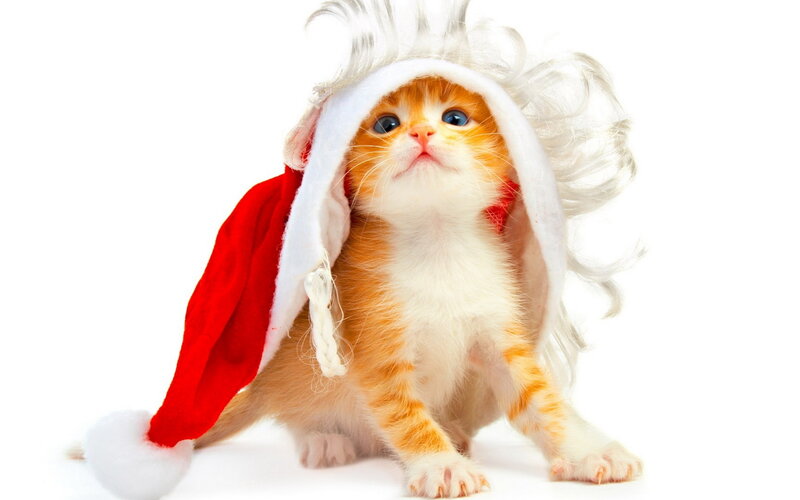 Orange Tabby Kitten — White, Festive