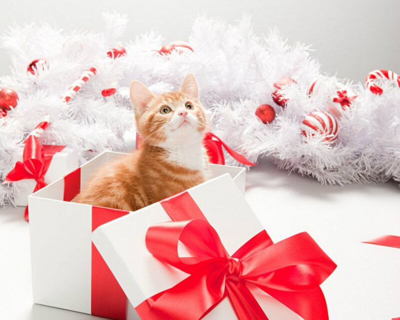 Orange Tabby Kitten — White, Festive, Winter, Photograph