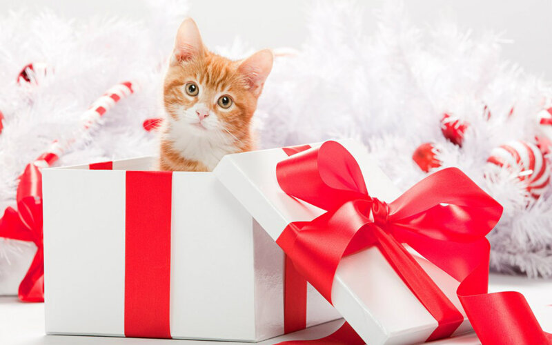 Orange Tabby Kitten — White, Festive, Winter
