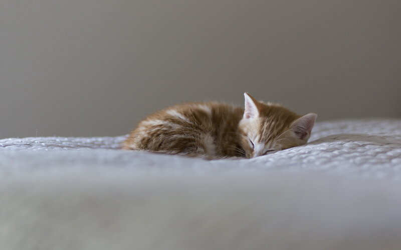 Orange Tabby Kitten — White, Peaceful