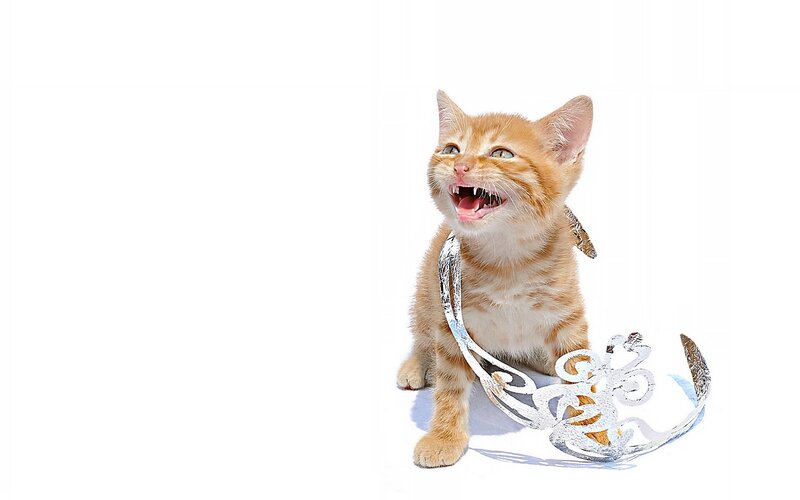 Orange Tabby Kitten — White, Playful, Photograph, Crown