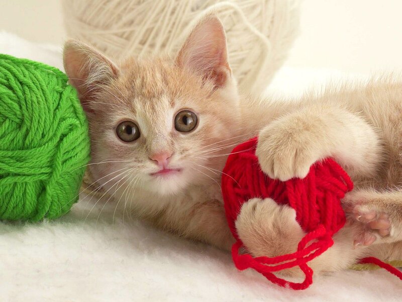 Orange Tabby Kitten — White, Playful, Photograph