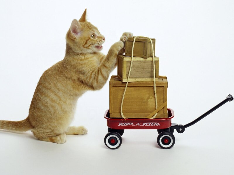 Orange Tabby Kitten — White, Playful, Photograph, Wagon