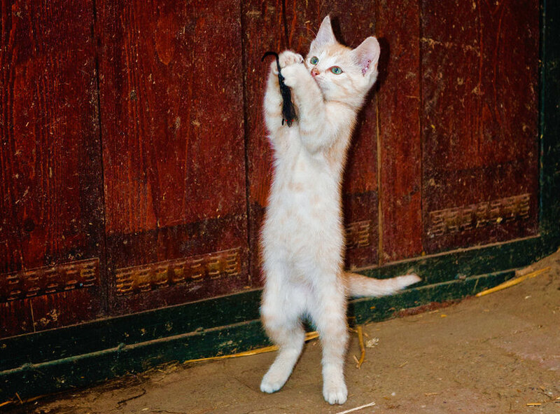 Orange Tabby Kitten — White, Playful, Photograph, Wooden Door
