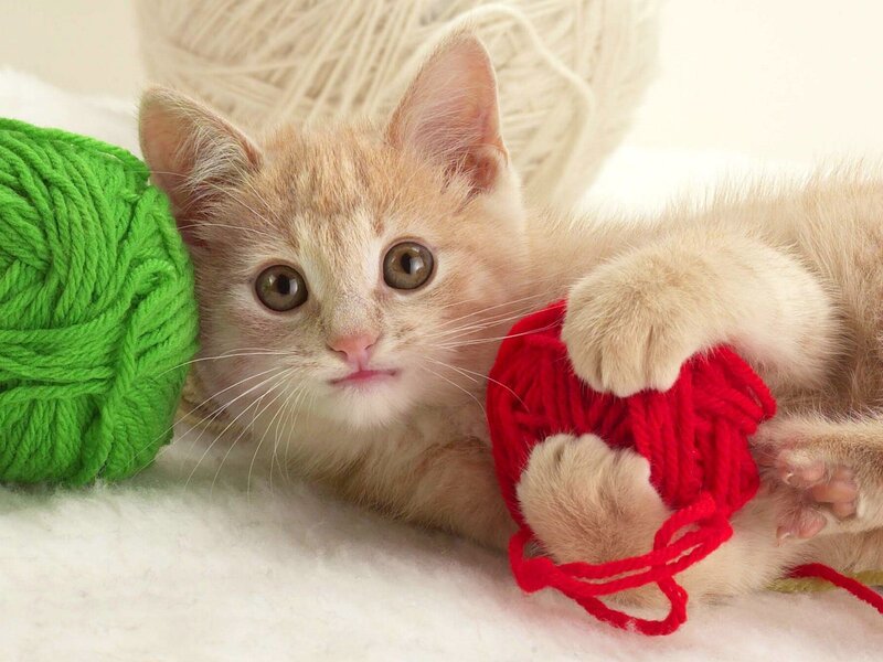 Orange Tabby Kitten — White, Playful, Photograph, Yarn