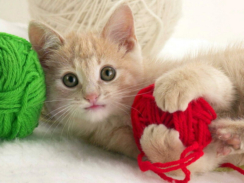 Orange Tabby Kitten — White, Playful