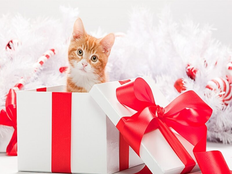 Orange Tabby Kitten — White