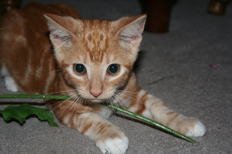 orange tabby kitten with stick