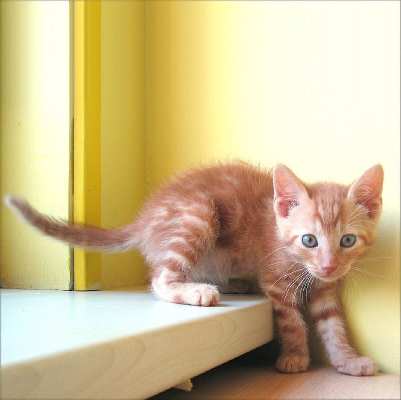 Orange Tabby Kitten — Yellow, Calm, Morning