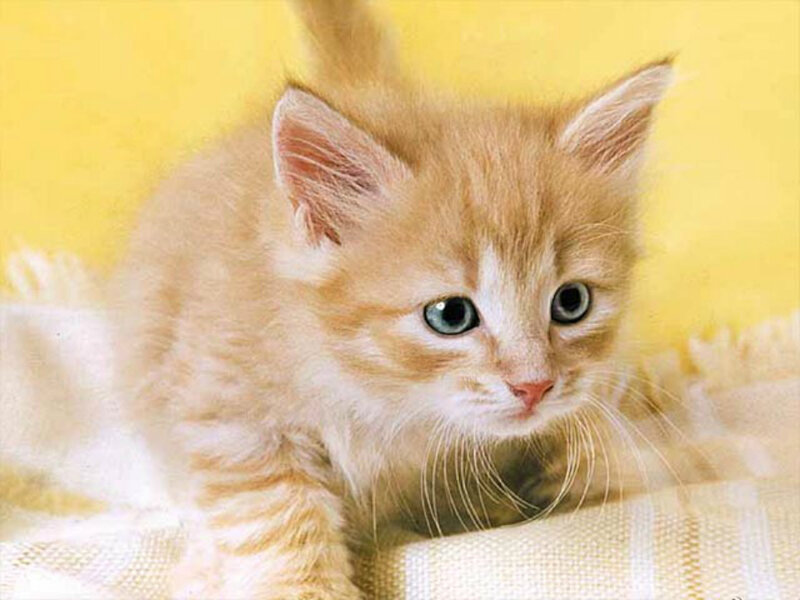 Orange Tabby Kitten — Yellow, Calm, Photograph