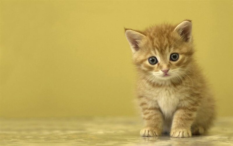 Orange Tabby Kitten — Yellow, Calm, Photograph, Yellow Background