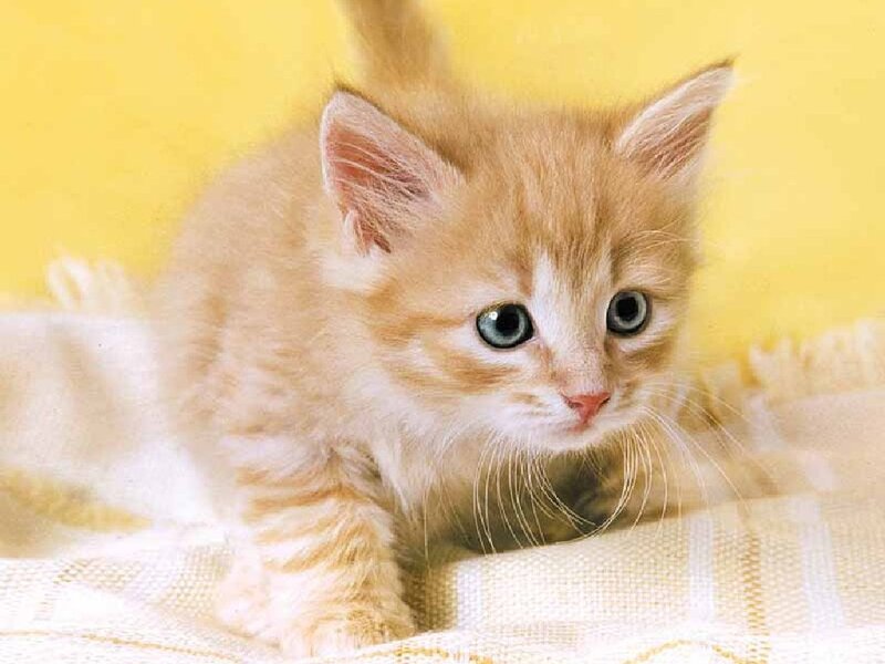 Orange Tabby Kitten — Yellow, Calm