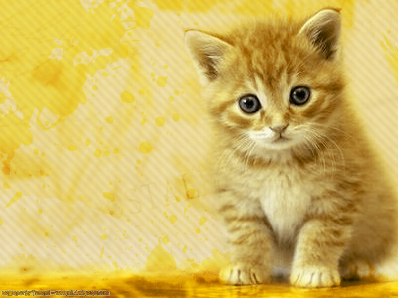 Orange Tabby Kitten — Yellow, Innocent, Photograph