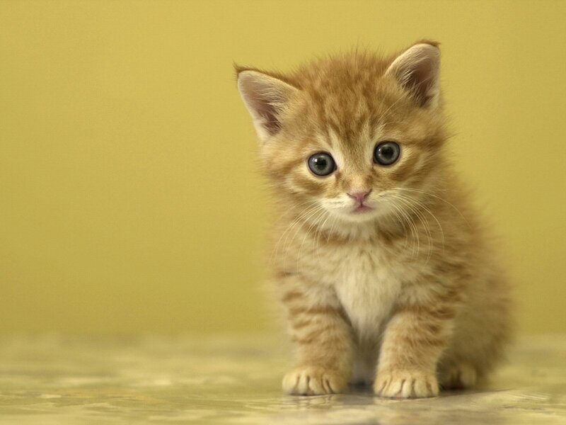 Orange Tabby Kitten — Yellow, Innocent, Photograph, Whiskers, Floor