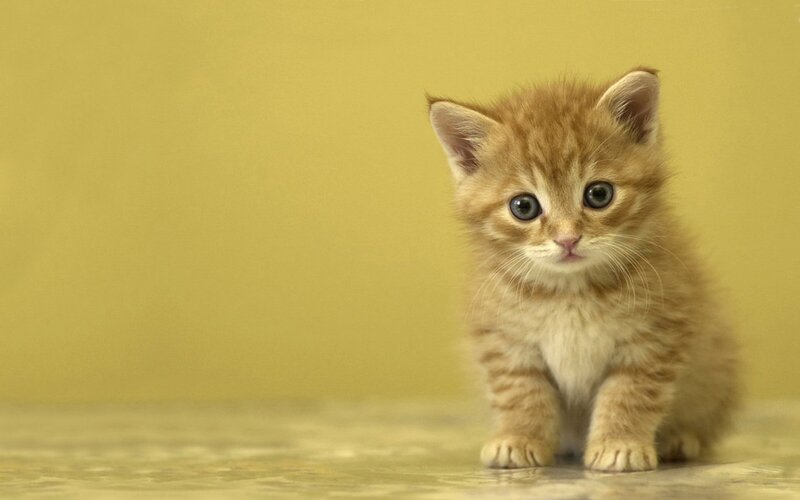 Orange Tabby Kitten — Yellow, Innocent, Photograph, Yellow Background, Floor