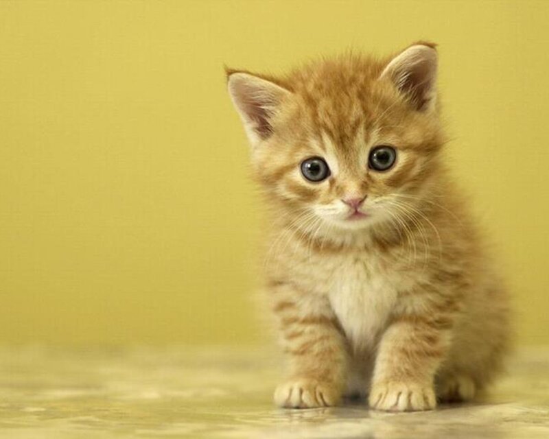 Orange Tabby Kitten — Yellow, Innocent, Photograph, Yellow Background