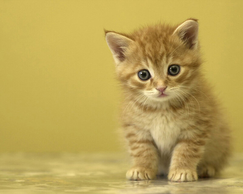 Orange Tabby Kitten — Yellow, Innocent, Photograph, Yellow Wall