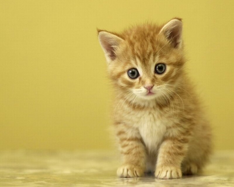Orange Tabby Kitten — Yellow, Innocent