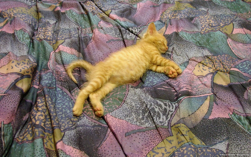 Orange Tabby Kitten — Yellow, Peaceful