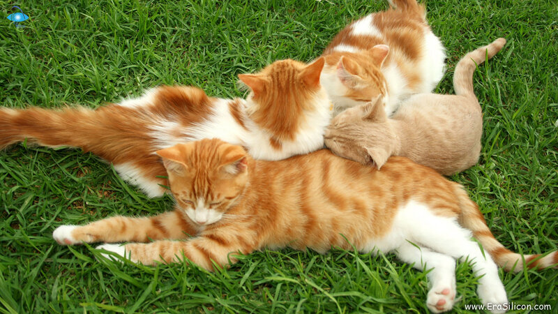 Orange Tabby Kittens — Green