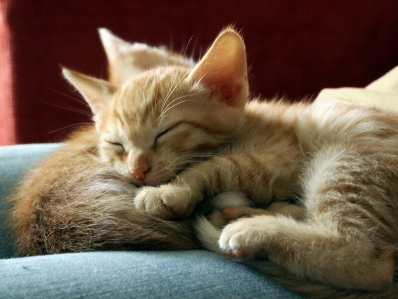 Orange Tabby Kittens