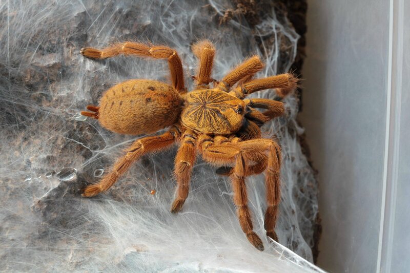 Orange tarantula on web