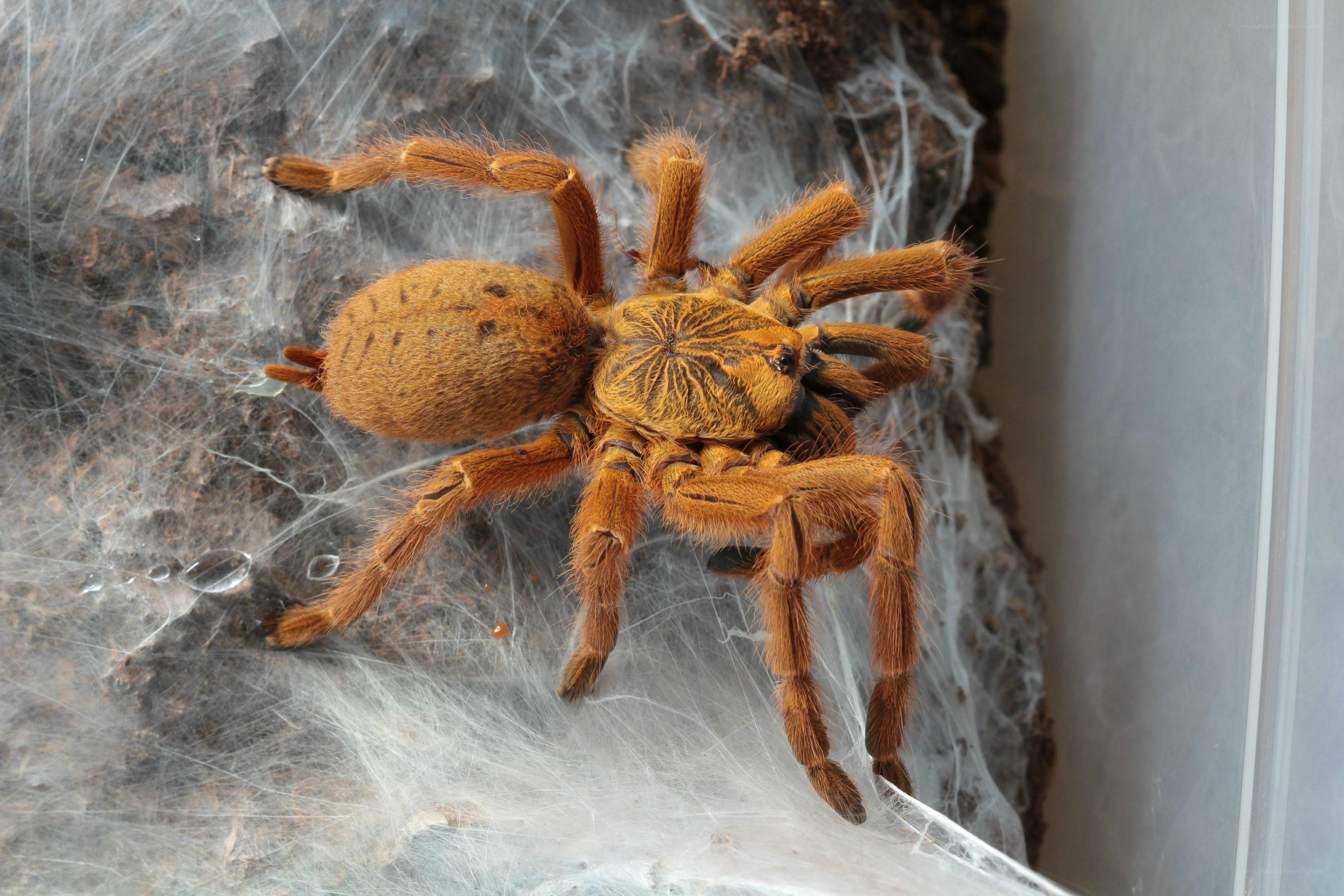 Orange tarantula on web
