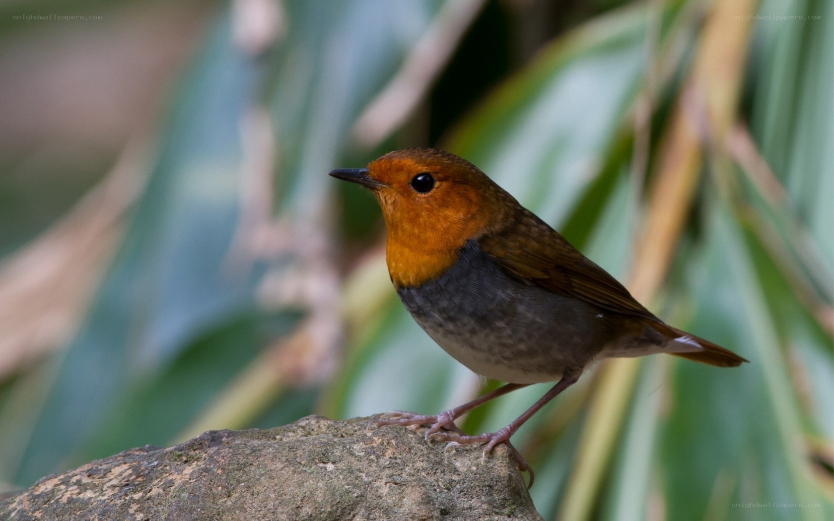 orange-throated bird on rock