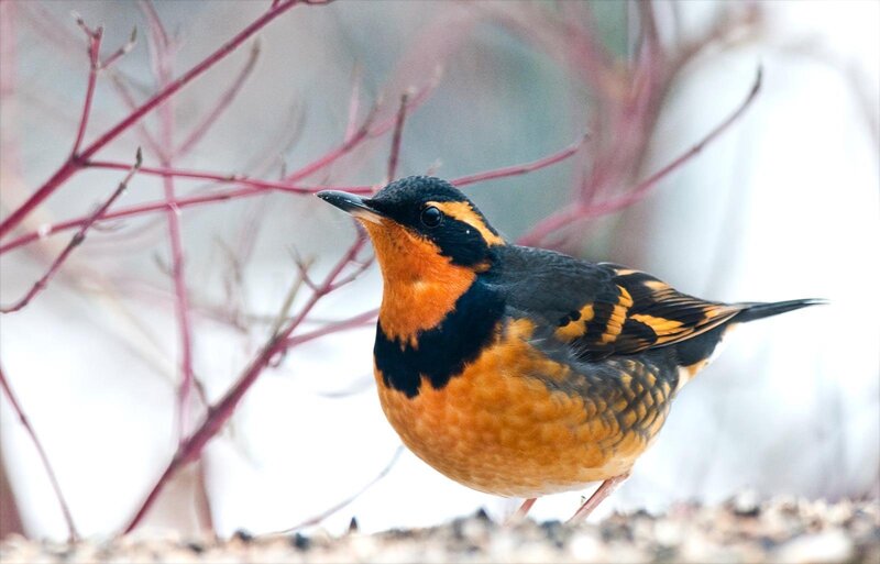 Orange-throated Bird