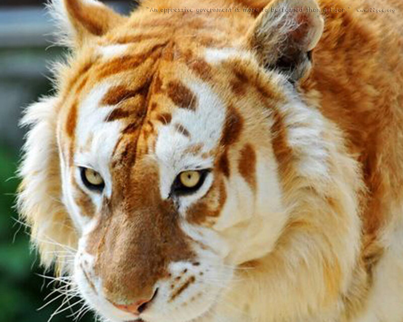 Orange Tiger Face