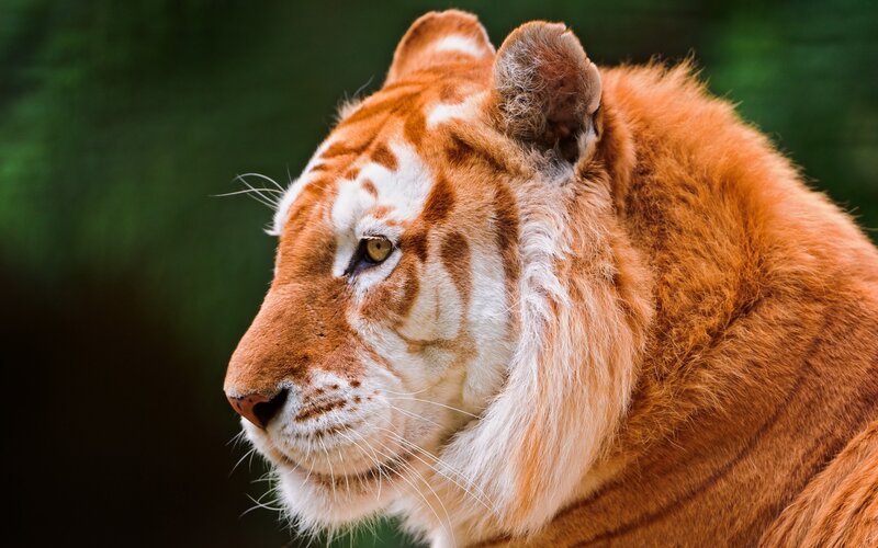 Orange Tiger in Profile — Calm, Photograph