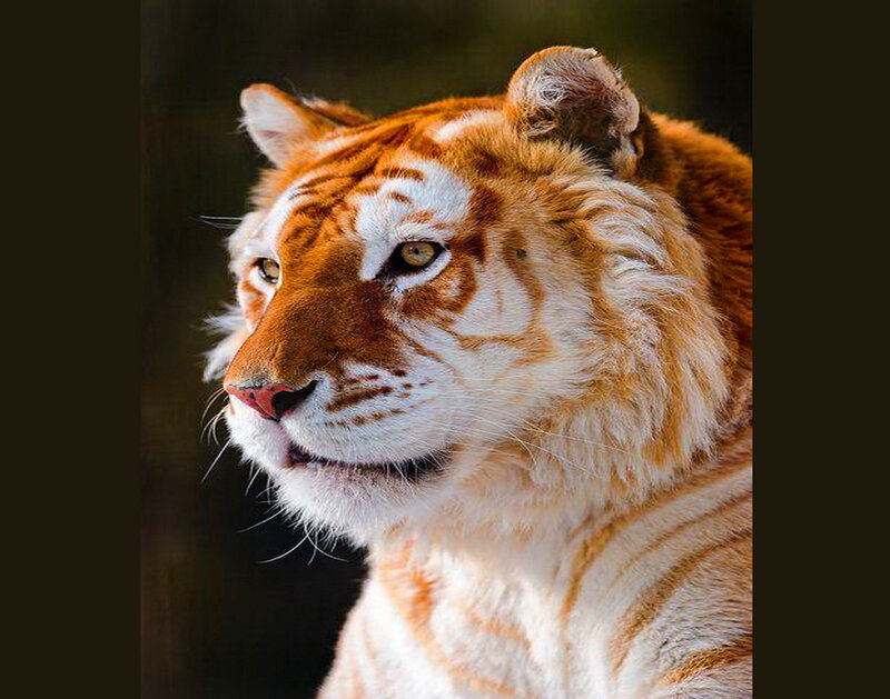 Orange Tiger in Profile — Intense