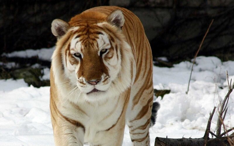 Orange Tiger in Snow — White