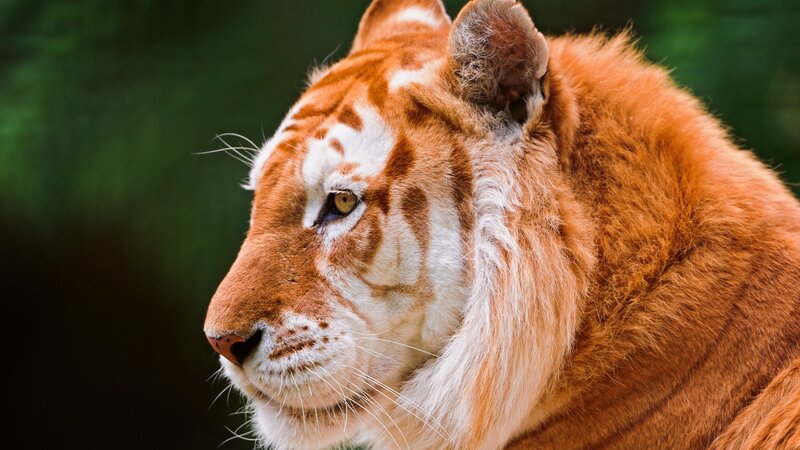 Orange Tiger with White Stripes